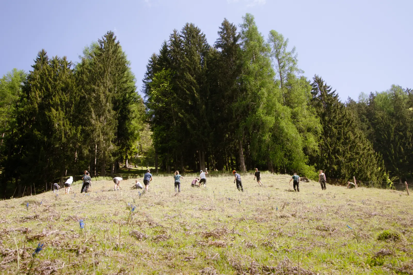 Fläche am Waldrand in Tirol