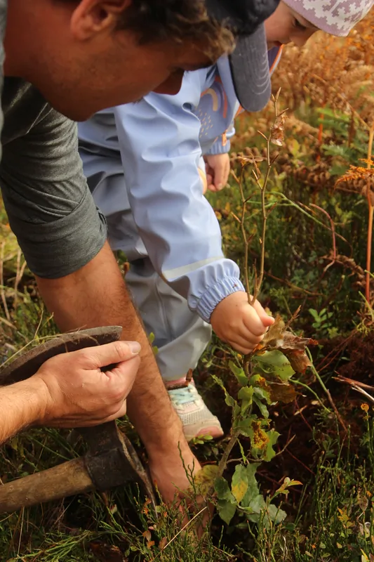Hände pflanzen einen Setzling im herbstlichen Farn
