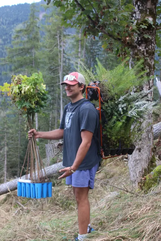 Mann trägt eine Kiste mit Setzlingen durch den Wald