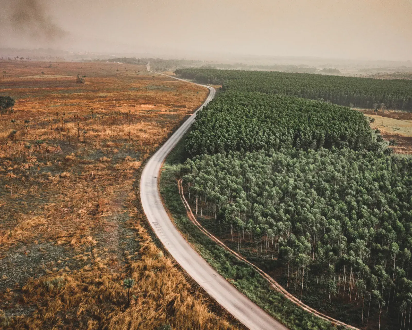 Luftbild: links abgeholztes Land, rechts Wald, dazwischen eine Straße